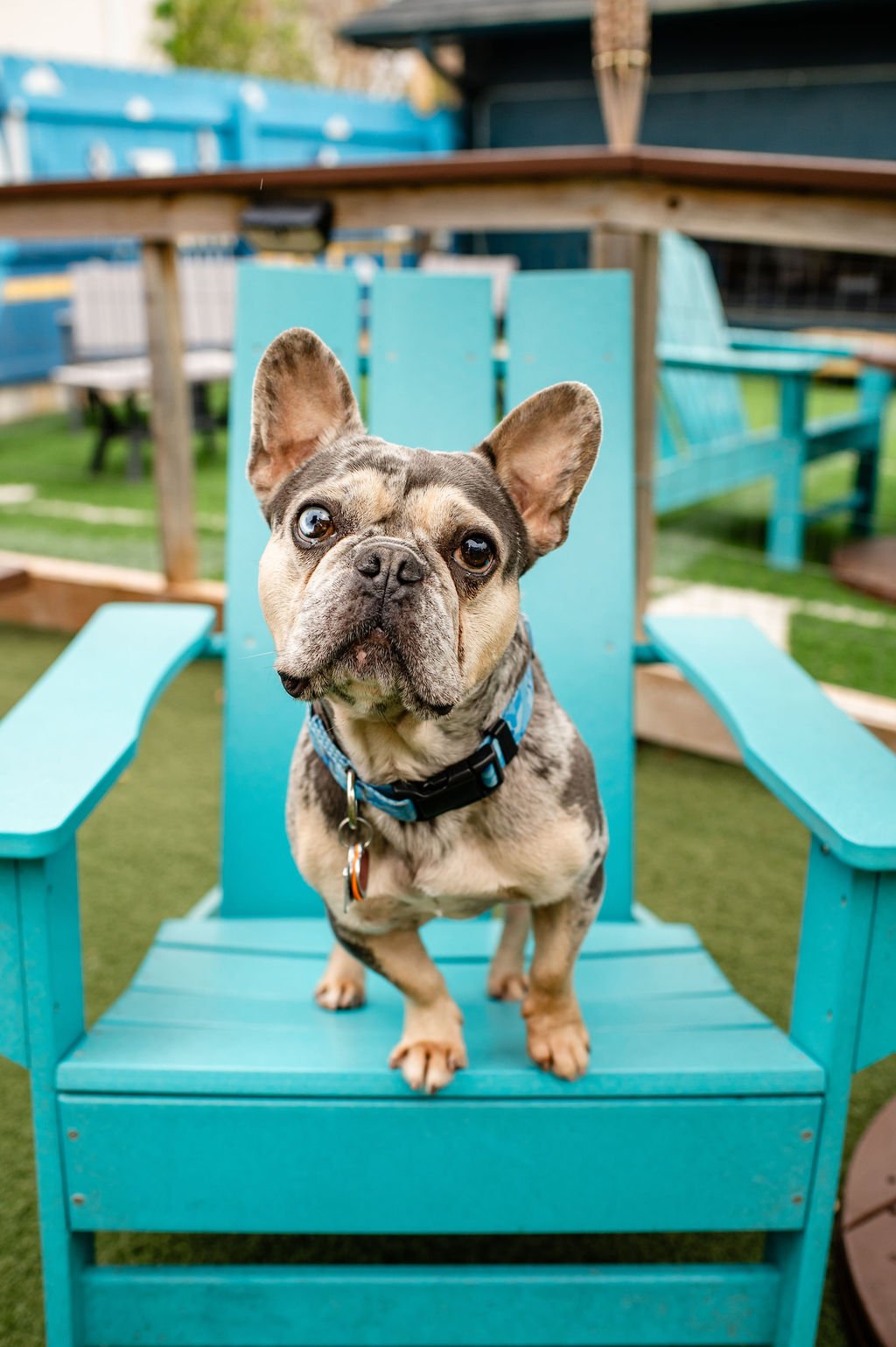ODBBarktoberfest-60.jpg