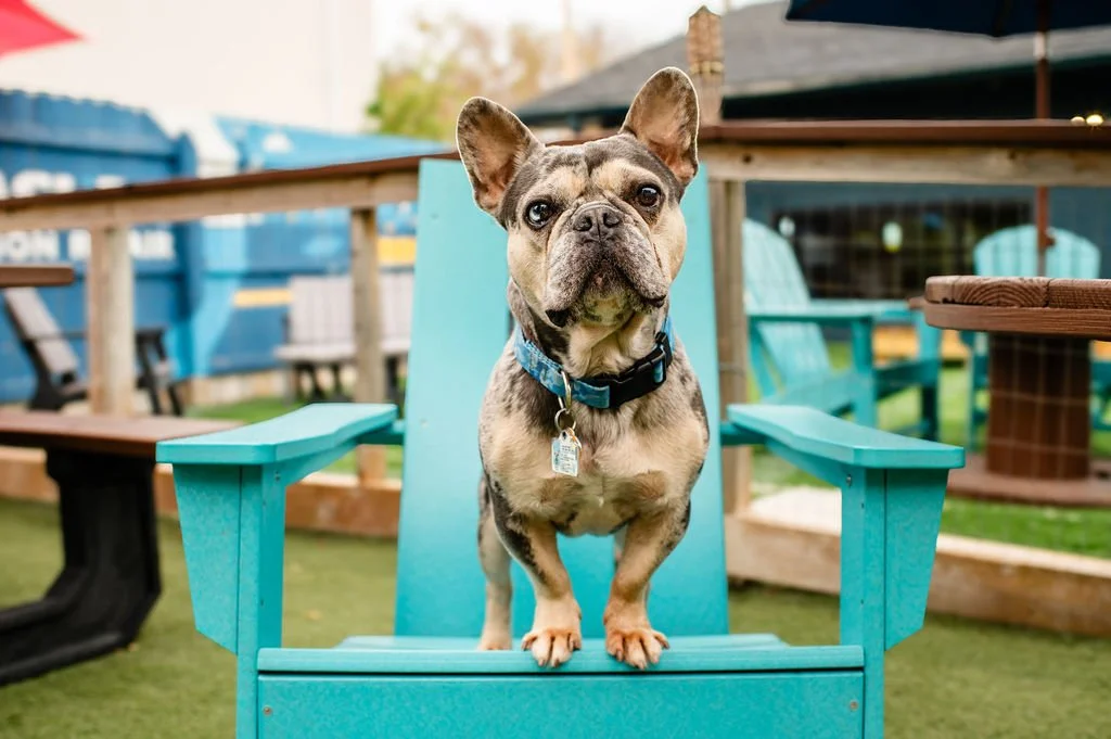 ODBBarktoberfest-61.jpg