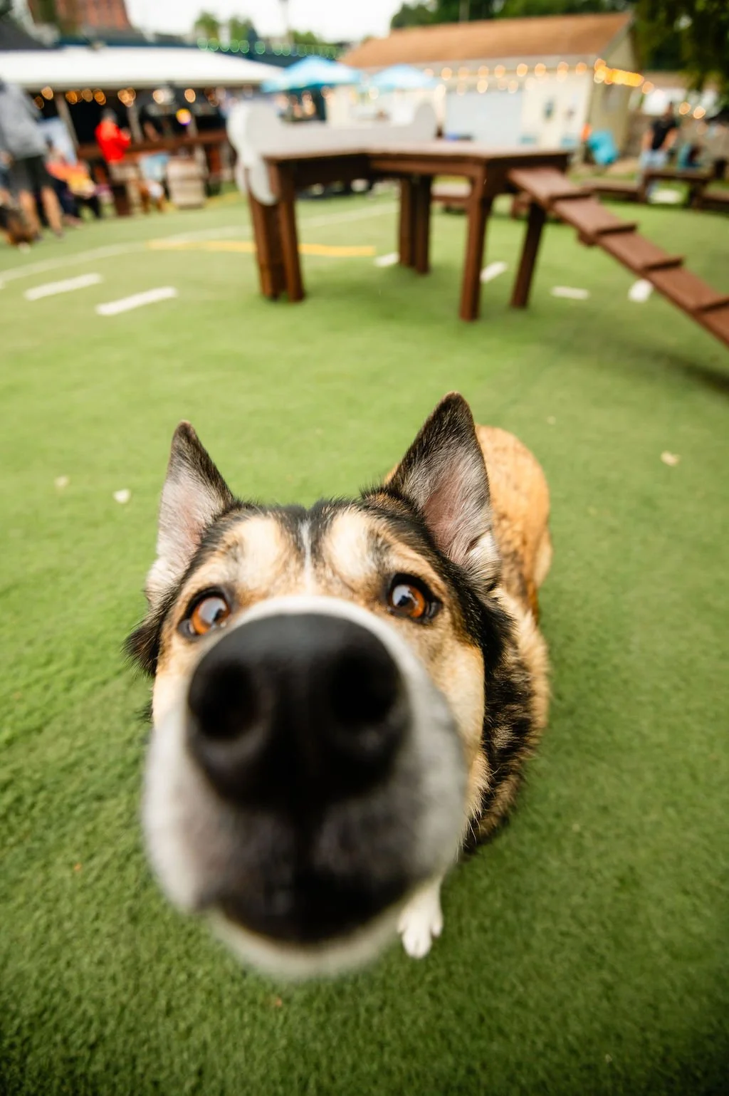 ODBBarktoberfest-63.jpg