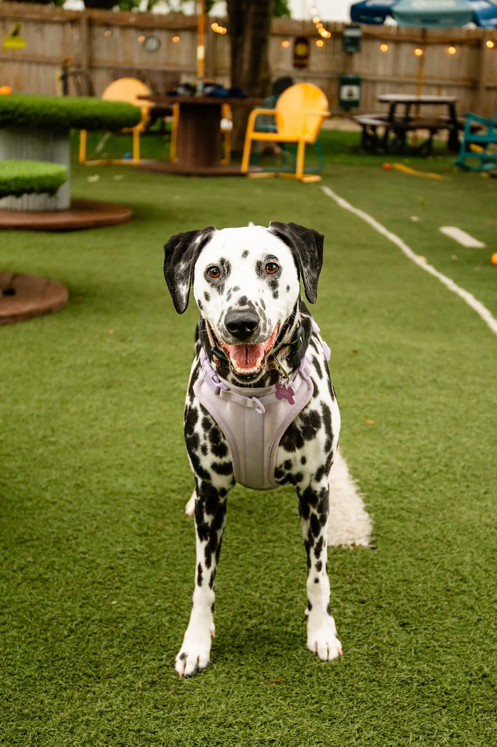 ODBBarktoberfest-66.jpg