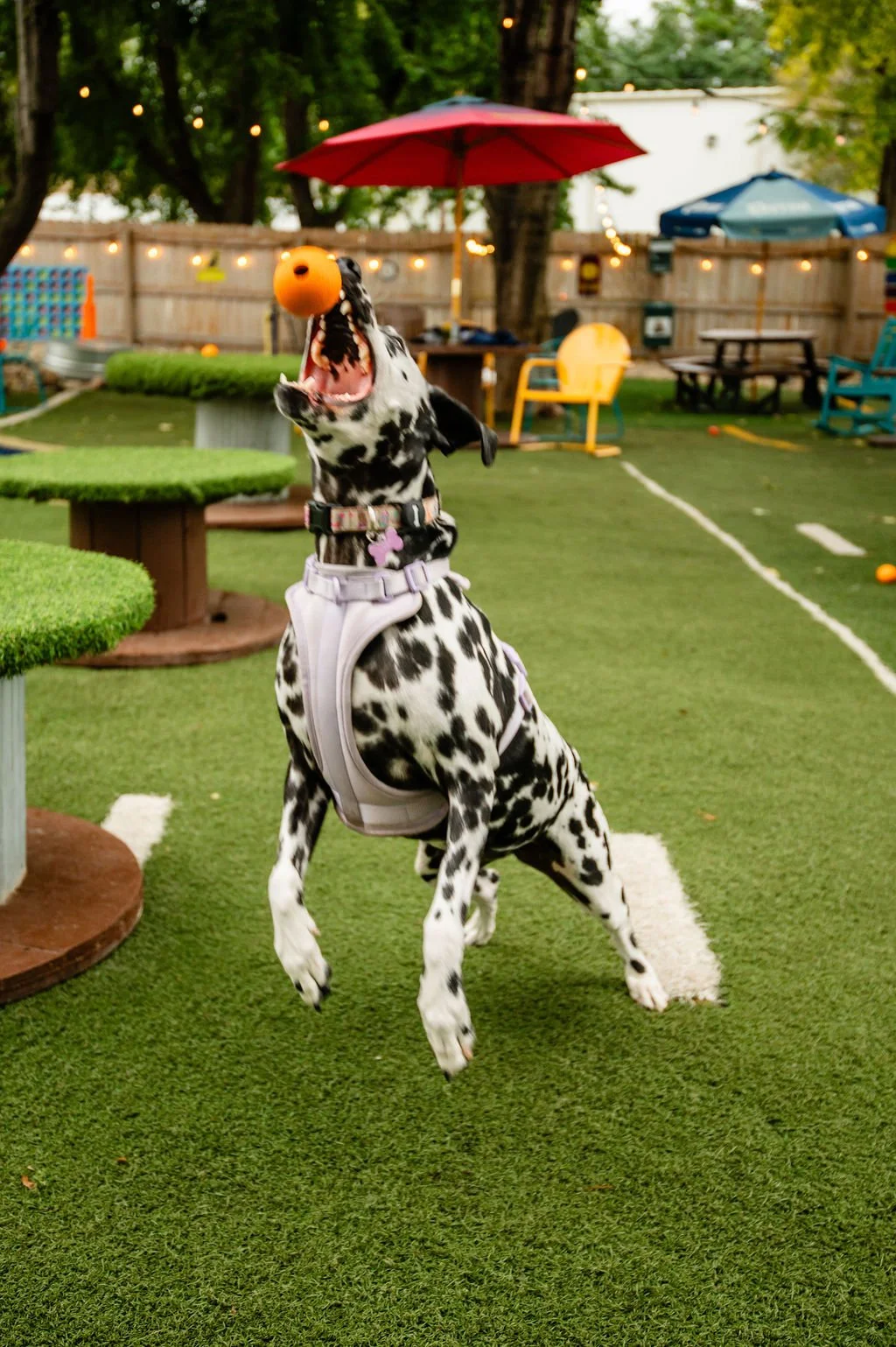 ODBBarktoberfest-67.jpg