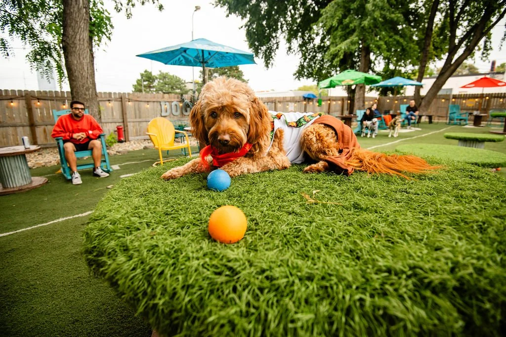 ODBBarktoberfest-68.jpg
