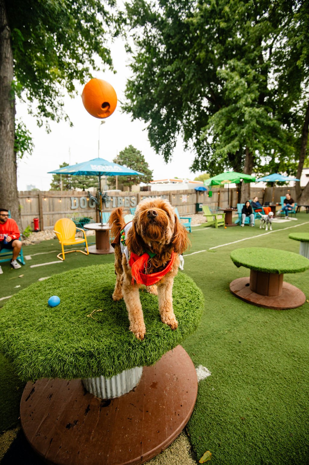 ODBBarktoberfest-69.jpg
