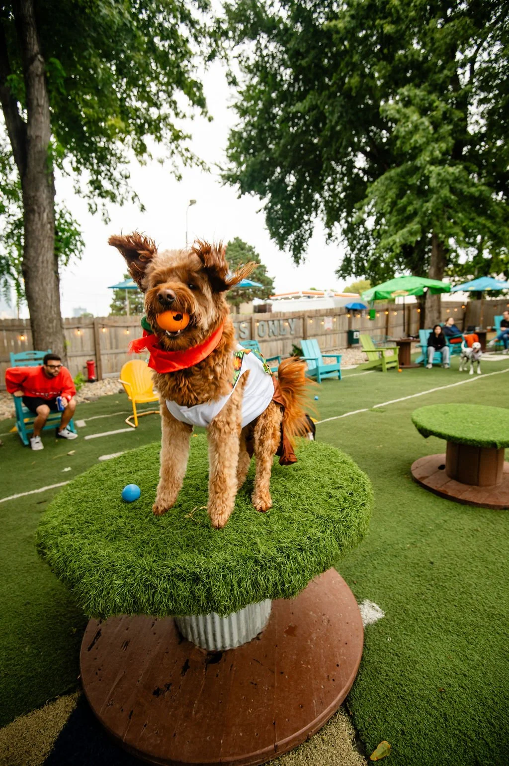 ODBBarktoberfest-70.jpg