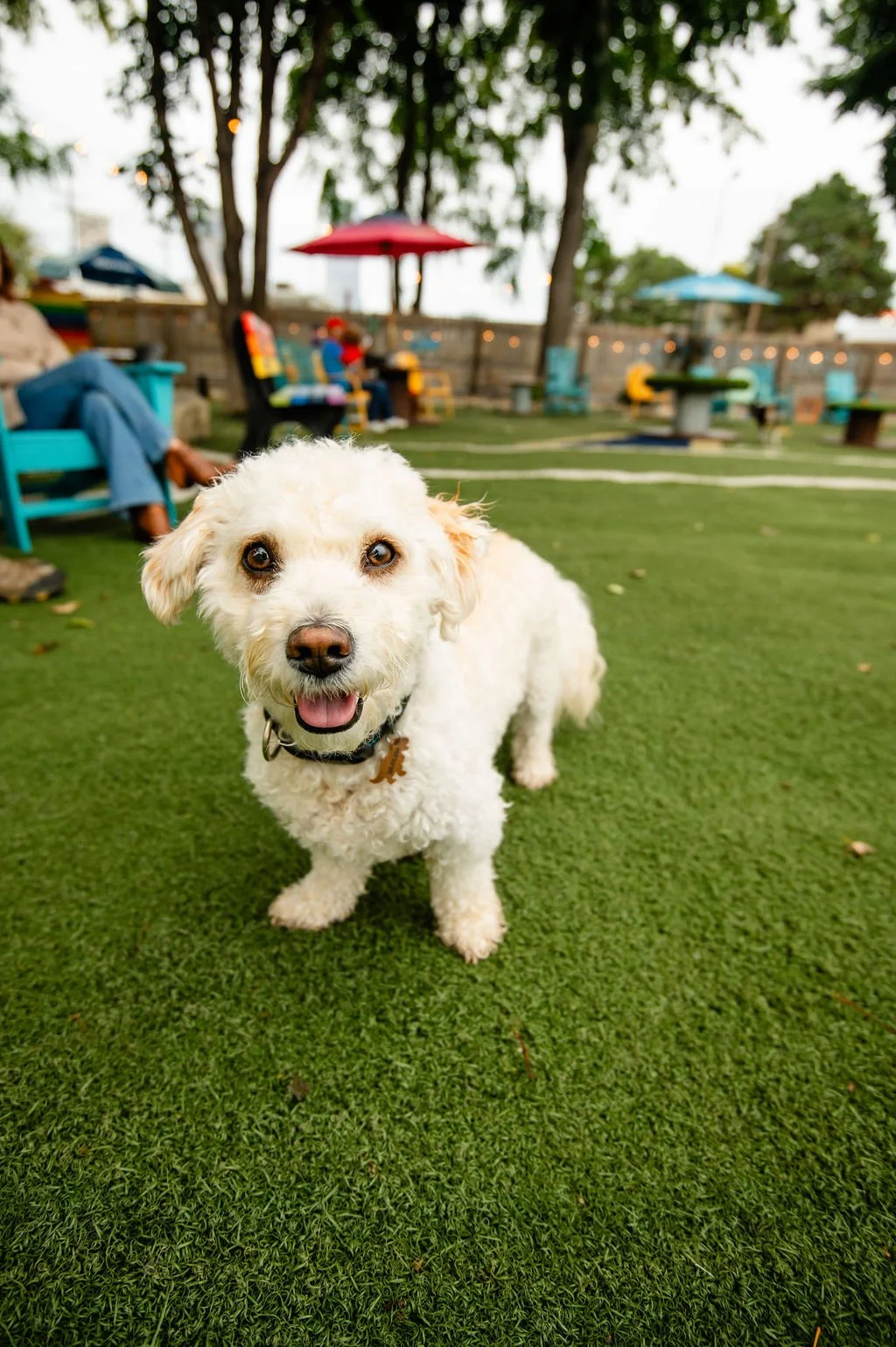 ODBBarktoberfest-72.jpg
