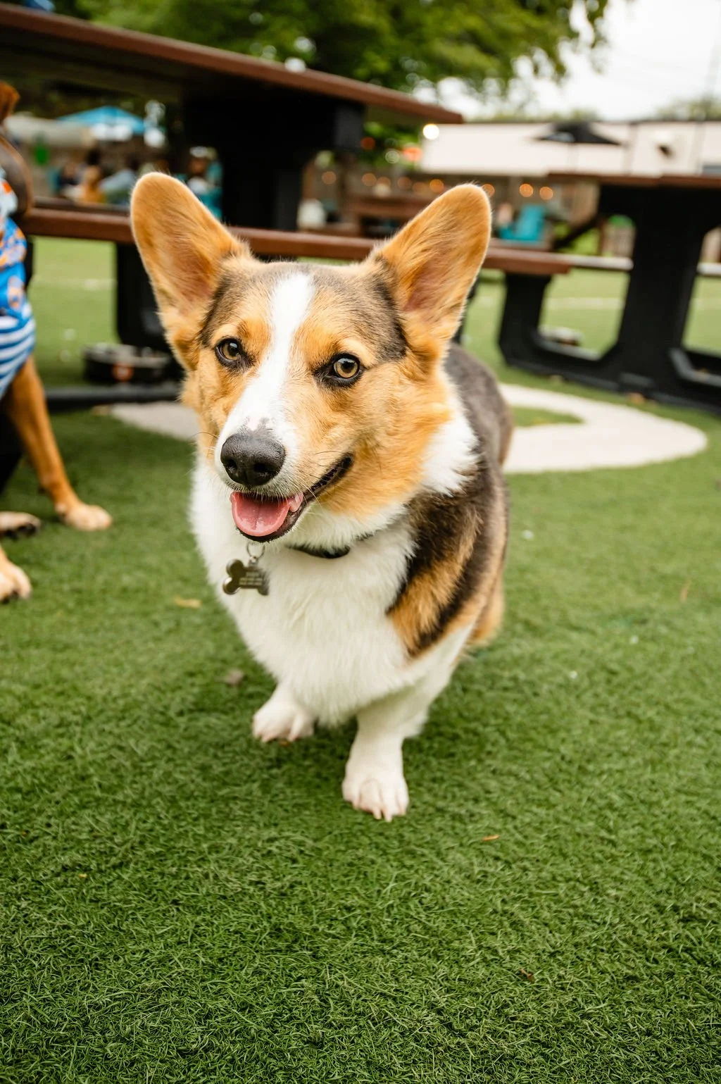 ODBBarktoberfest-74.jpg