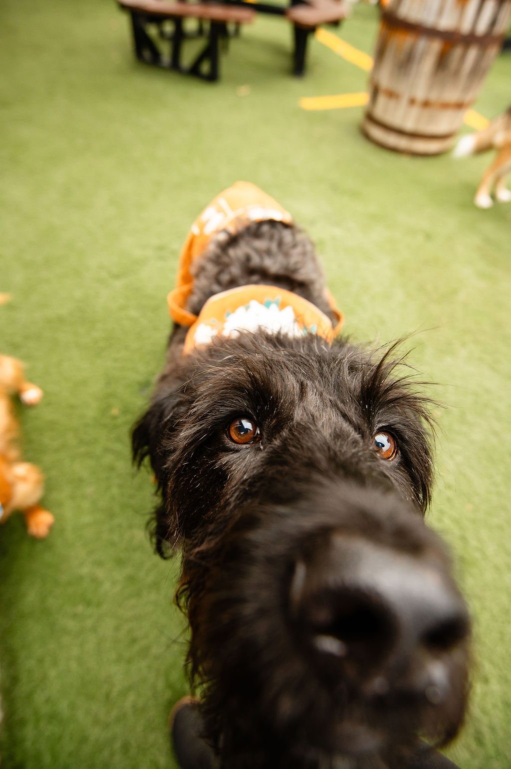 ODBBarktoberfest-78.jpg