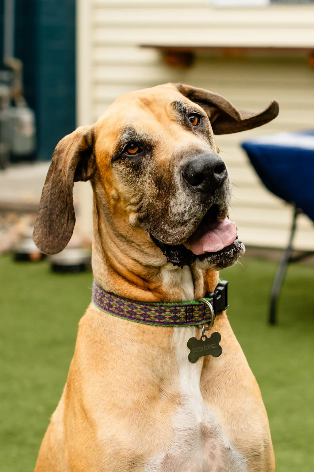 ODBBarktoberfest-84.jpg