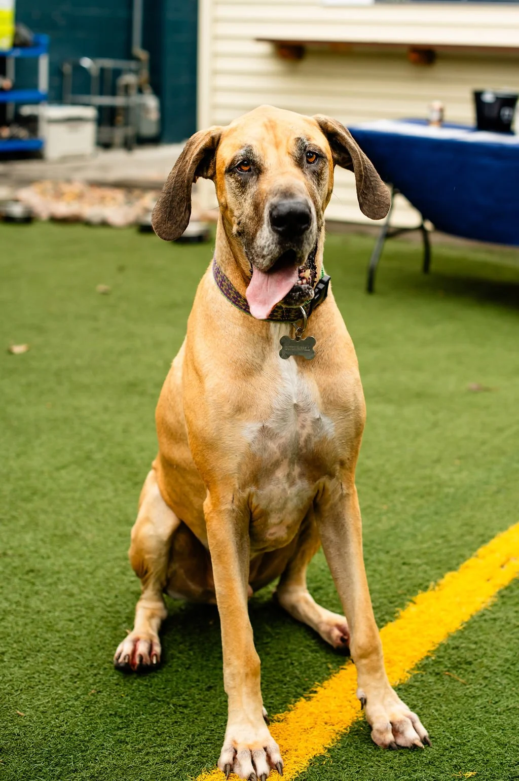 ODBBarktoberfest-85.jpg