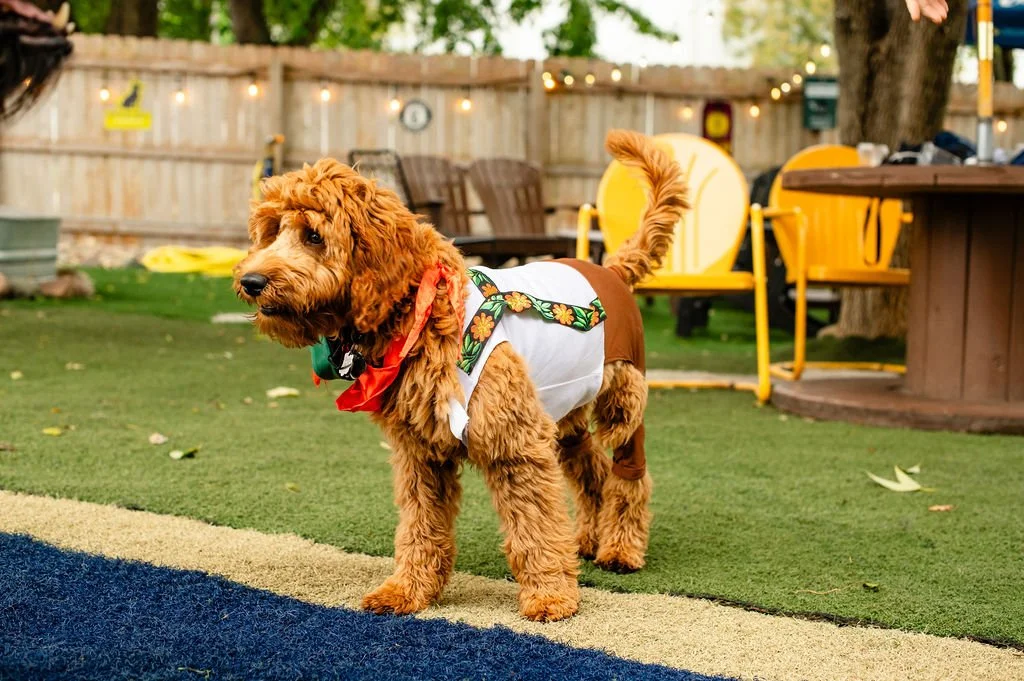 ODBBarktoberfest-88.jpg