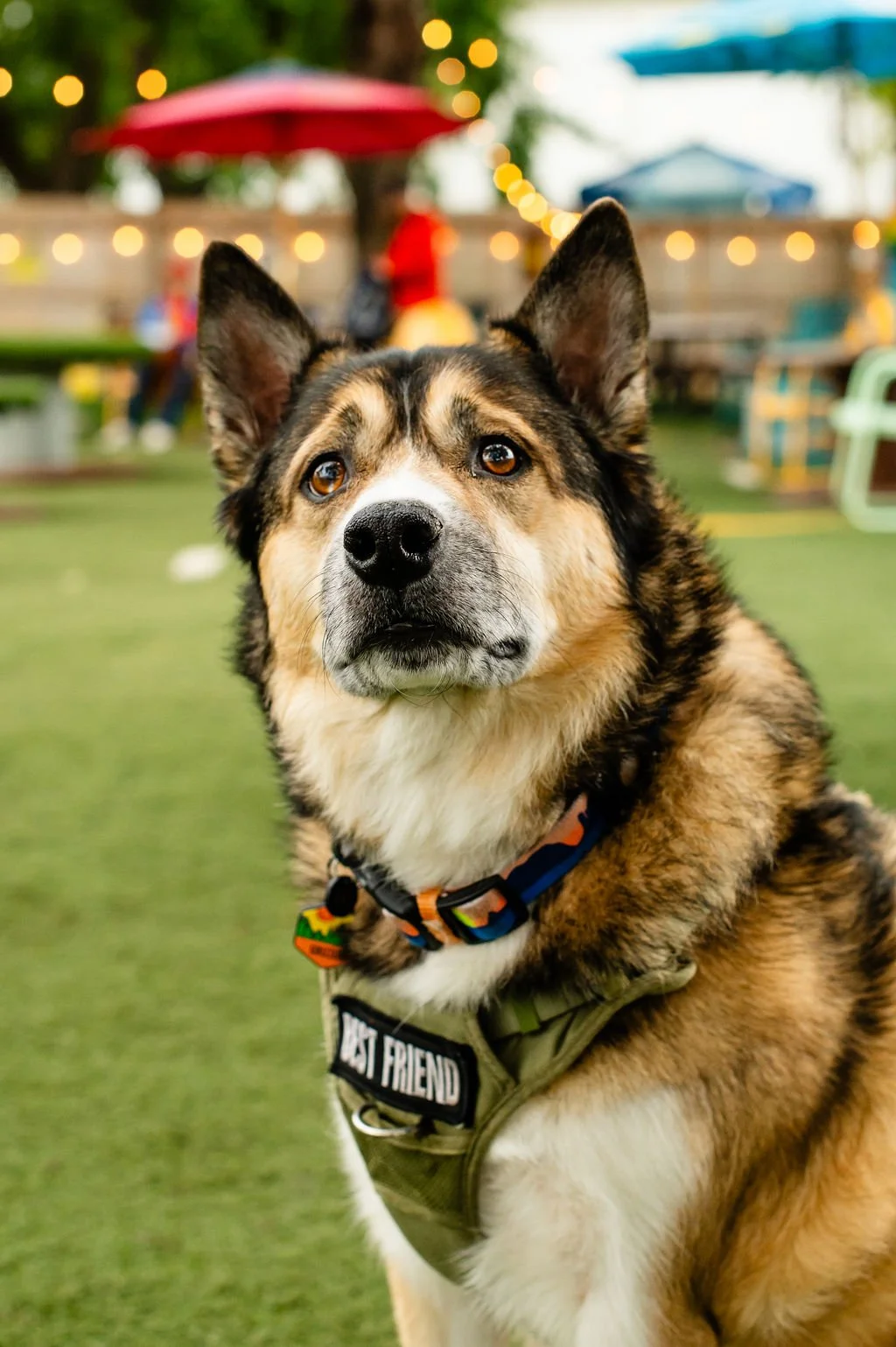 ODBBarktoberfest-90.jpg