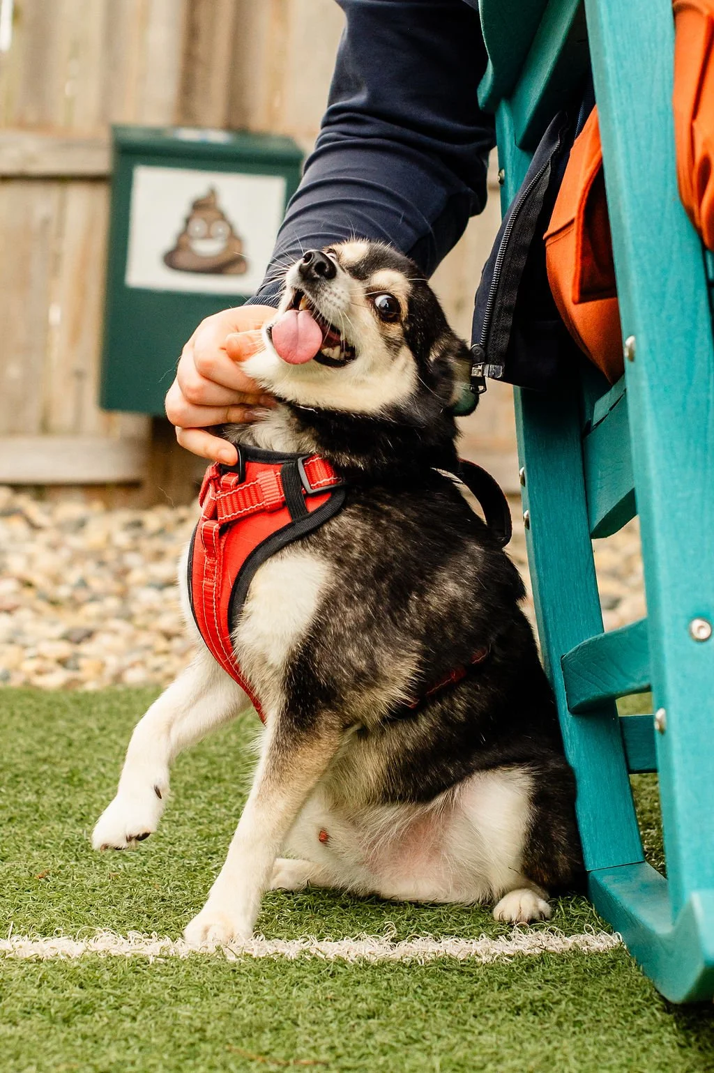 ODBBarktoberfest-95.jpg