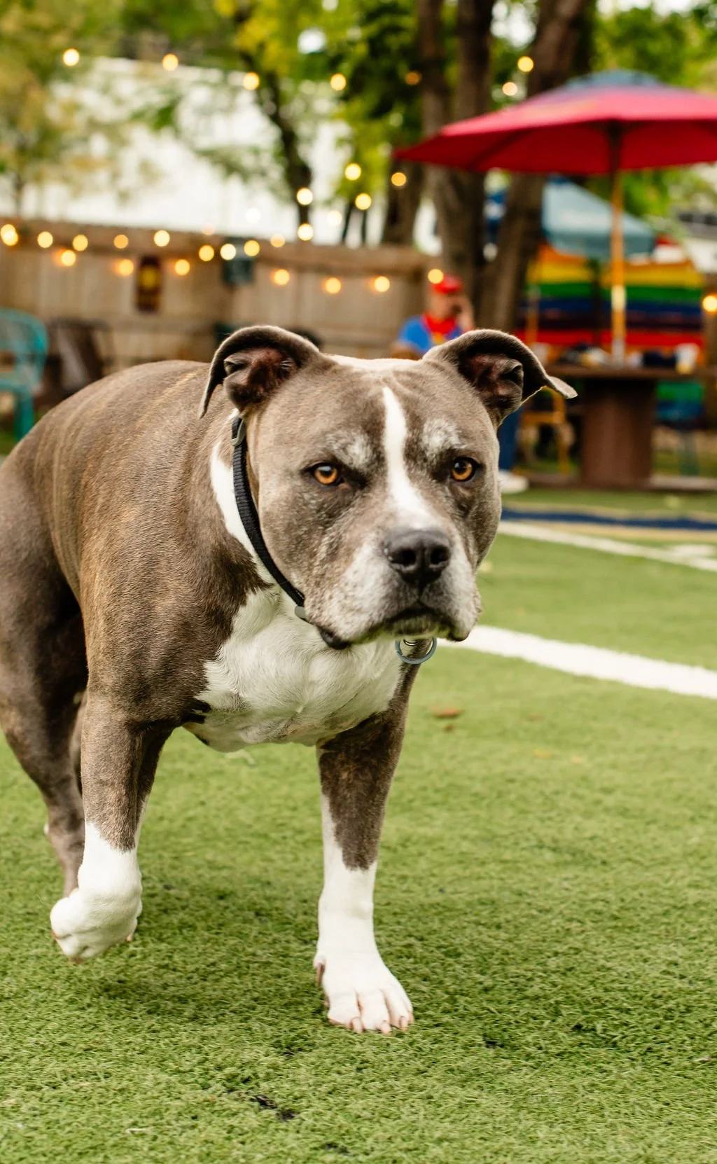 ODBBarktoberfest-96.jpg