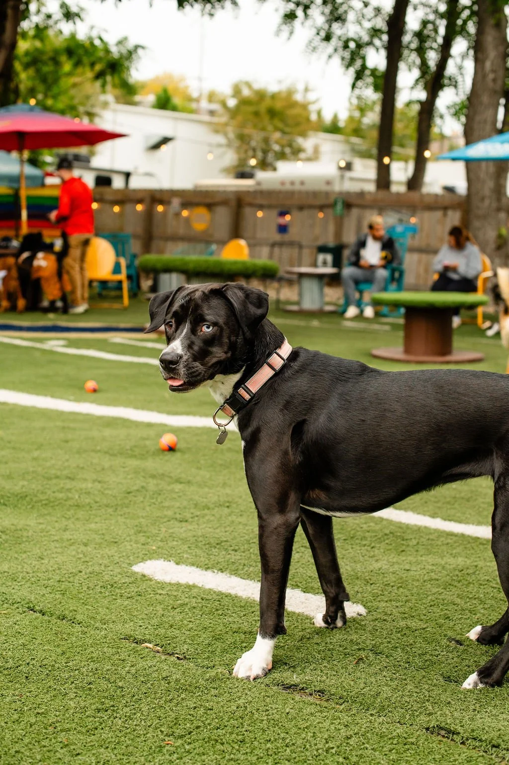 ODBBarktoberfest-97.jpg