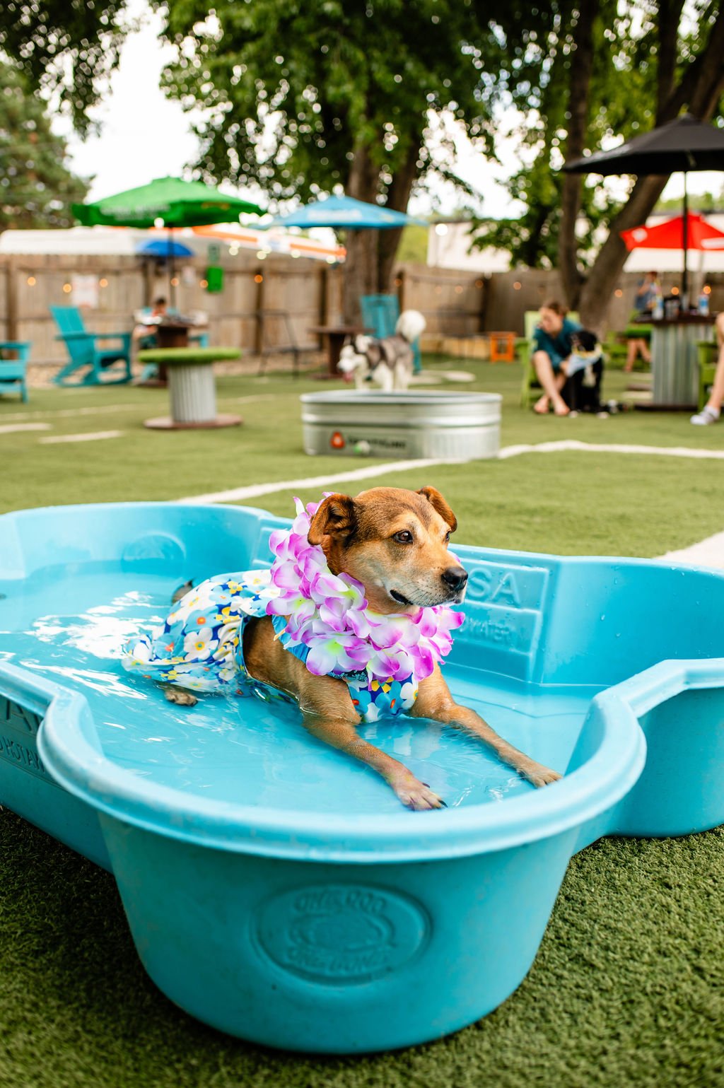 Luau2026-102.jpg