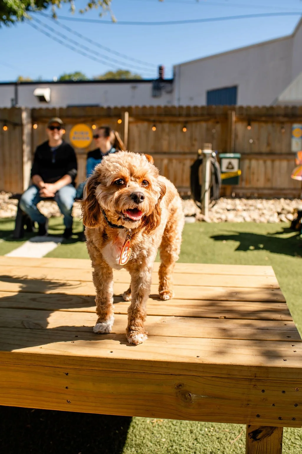 Barks&Boos'26-5.jpg