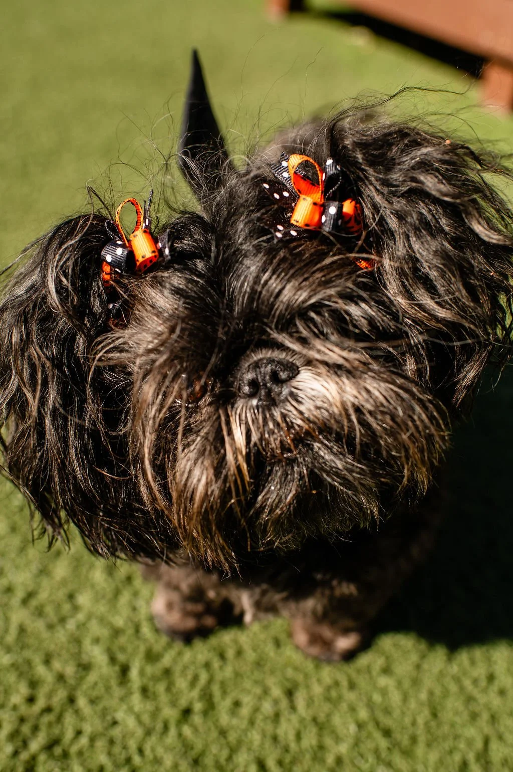 Barks&Boos'26-12.jpg