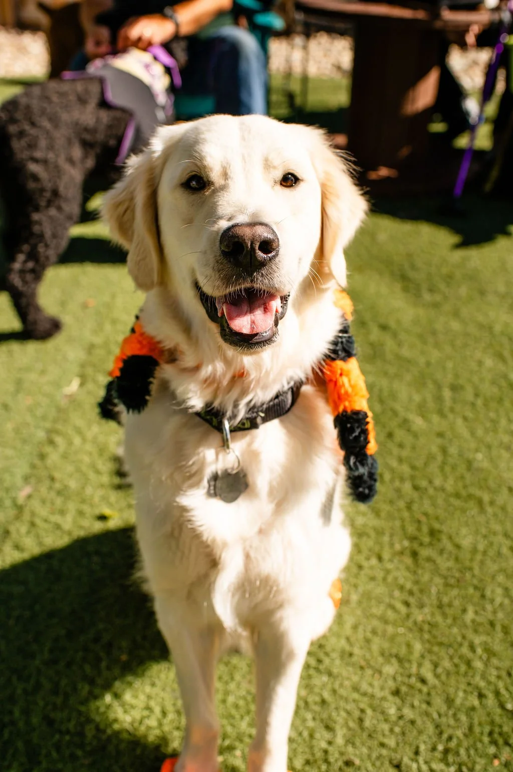Barks&Boos'26-16.jpg