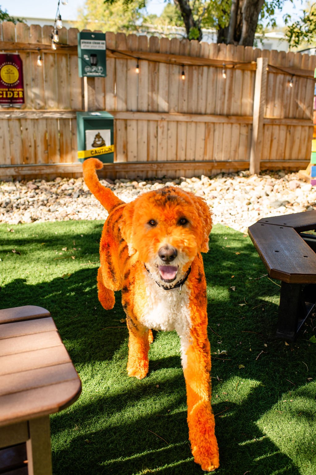 Barks&Boos'26-19.jpg