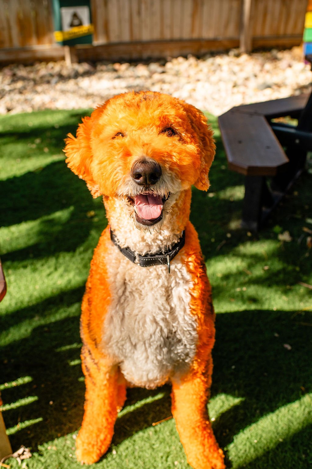 Barks&Boos'26-20.jpg