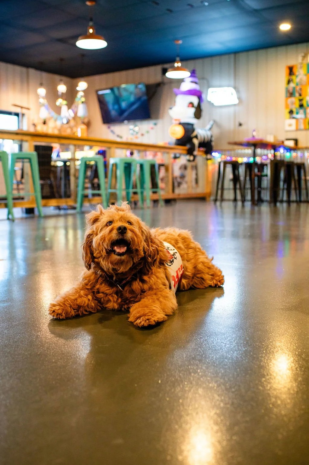 Barks&Boos'26-34.jpg