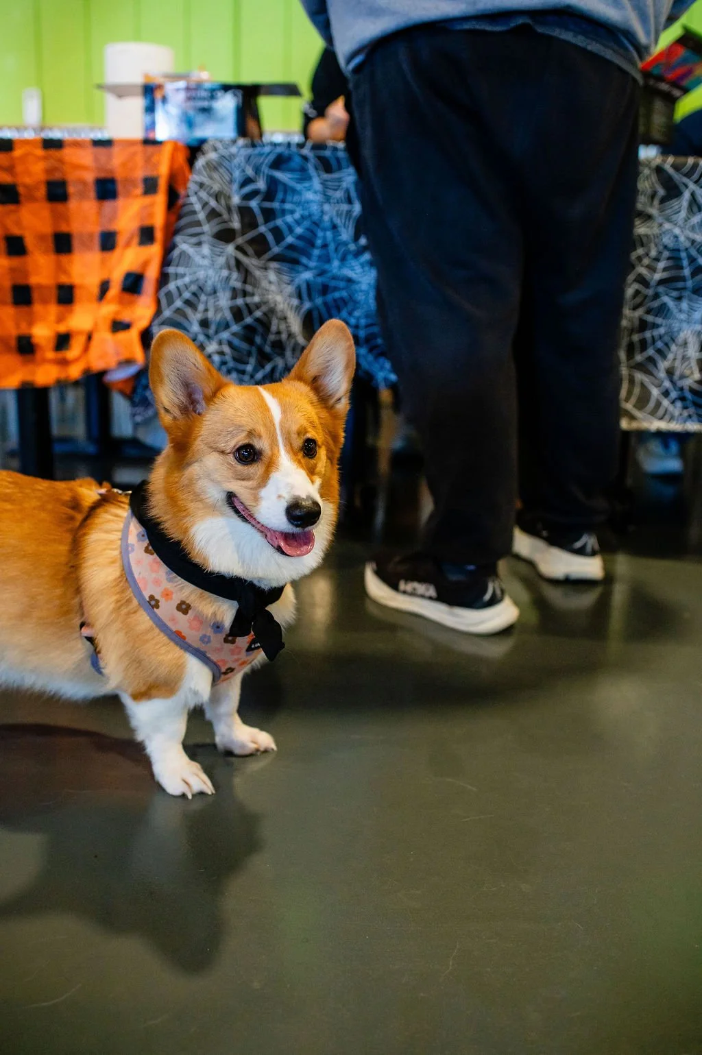 Barks&Boos'26-36.jpg