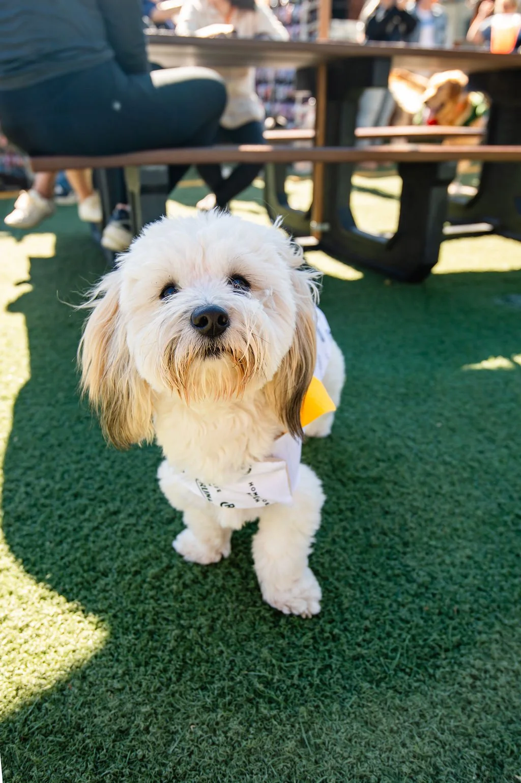Barks&Boos'26-41.jpg