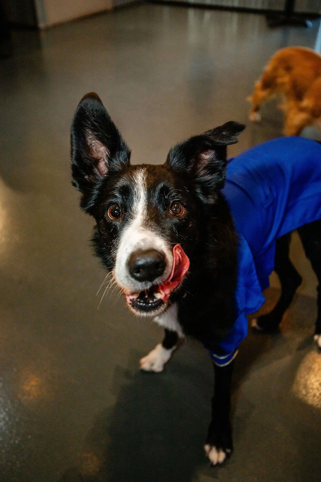 Barks&Boos'26-64.jpg