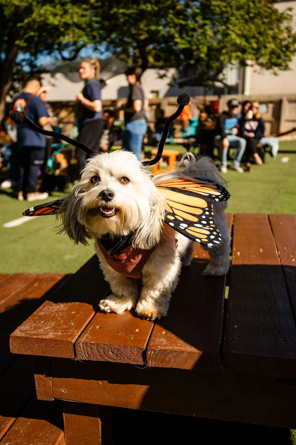 Barks&Boos'26-73.jpg