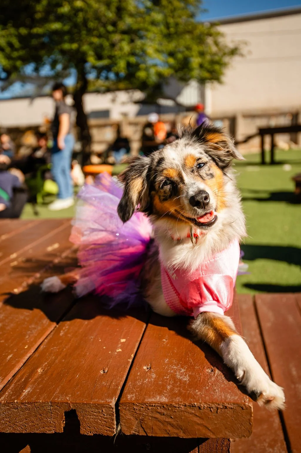 Barks&Boos'26-76.jpg
