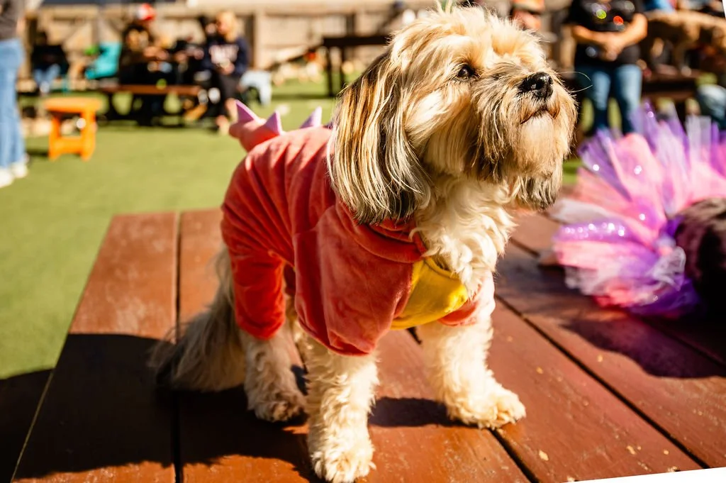 Barks&Boos'26-77.jpg