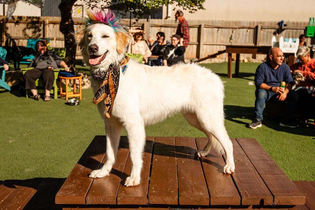 Barks&Boos'26-116.jpg