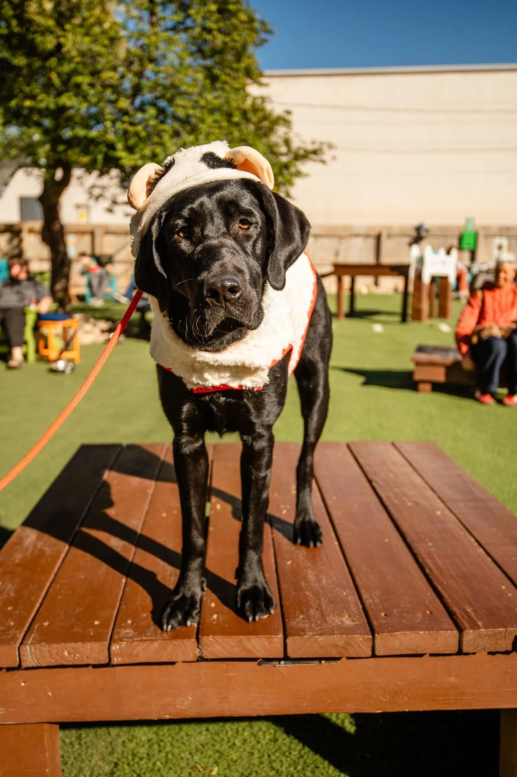 Barks&Boos'26-124.jpg