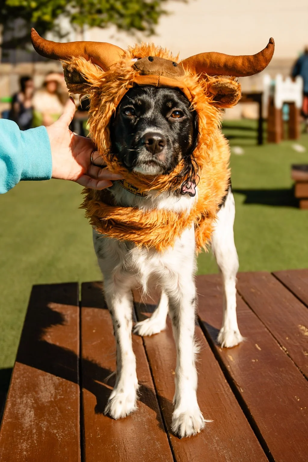Barks&Boos'26-127.jpg