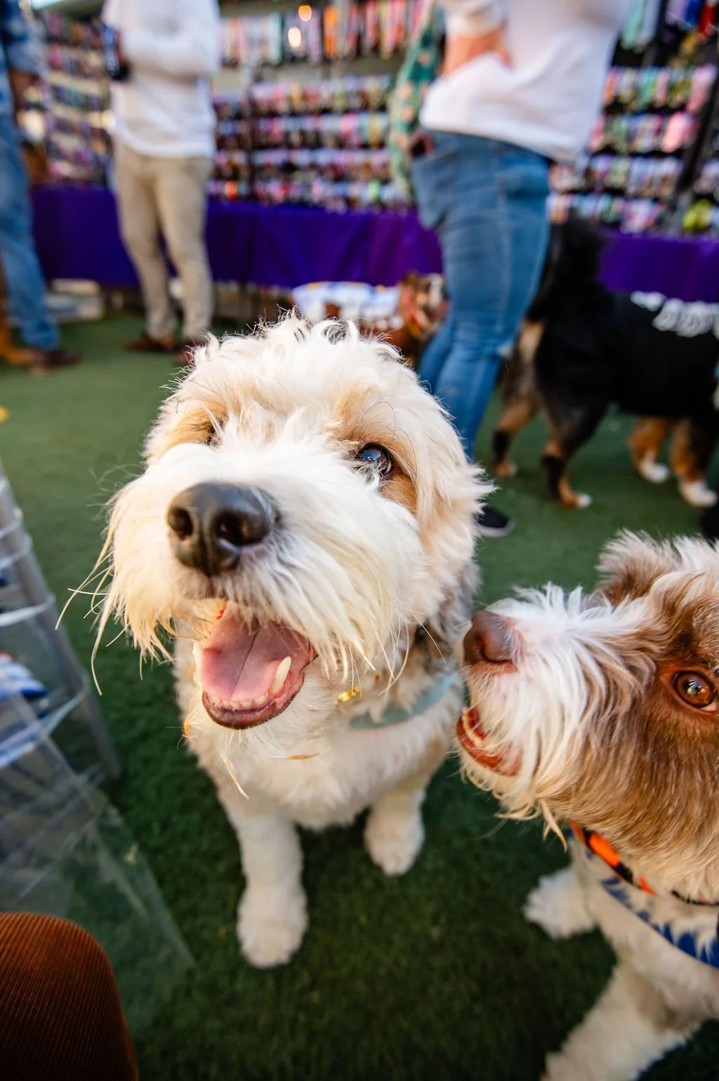 Barks&Boos'26-146.jpg