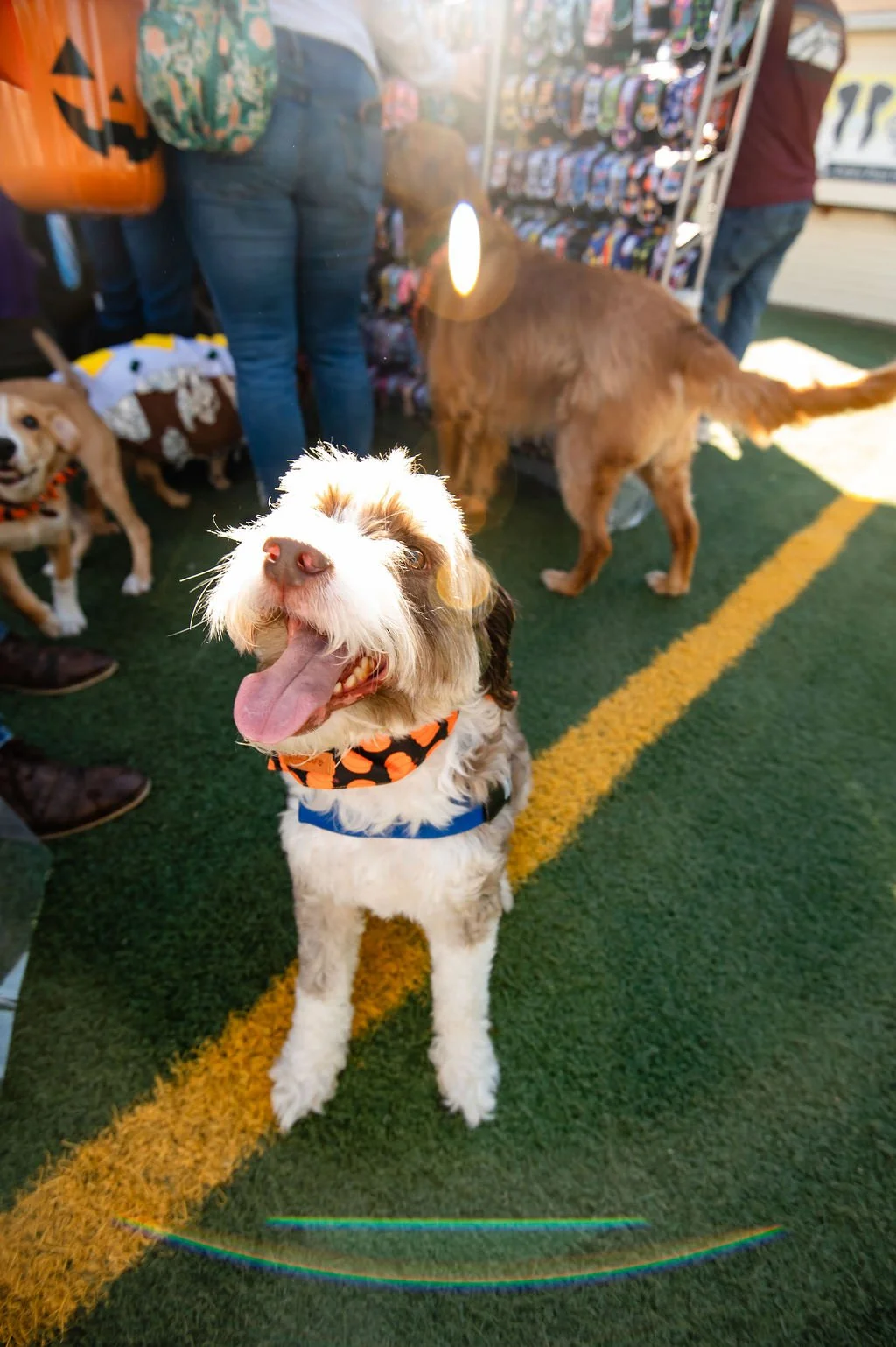 Barks&Boos'26-147.jpg