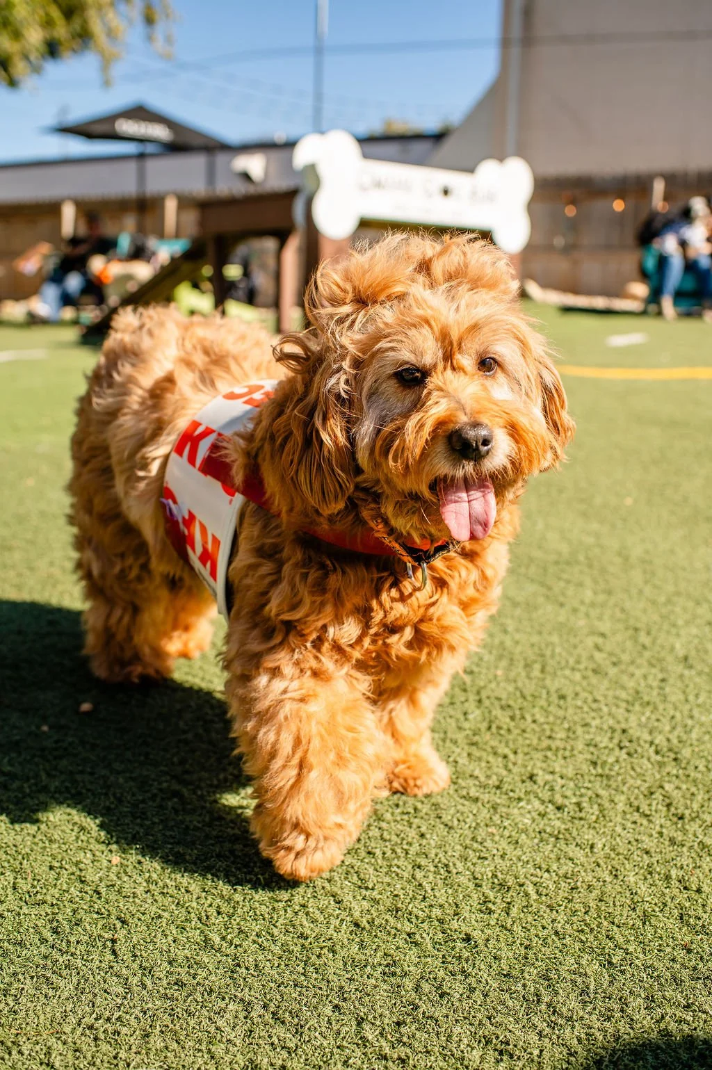 Barks&Boos'26.jpg