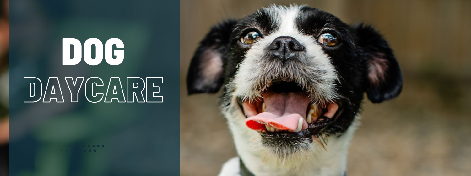 Exciting Dog Daycare in Downtown Omaha, NE Omaha Dog Bar