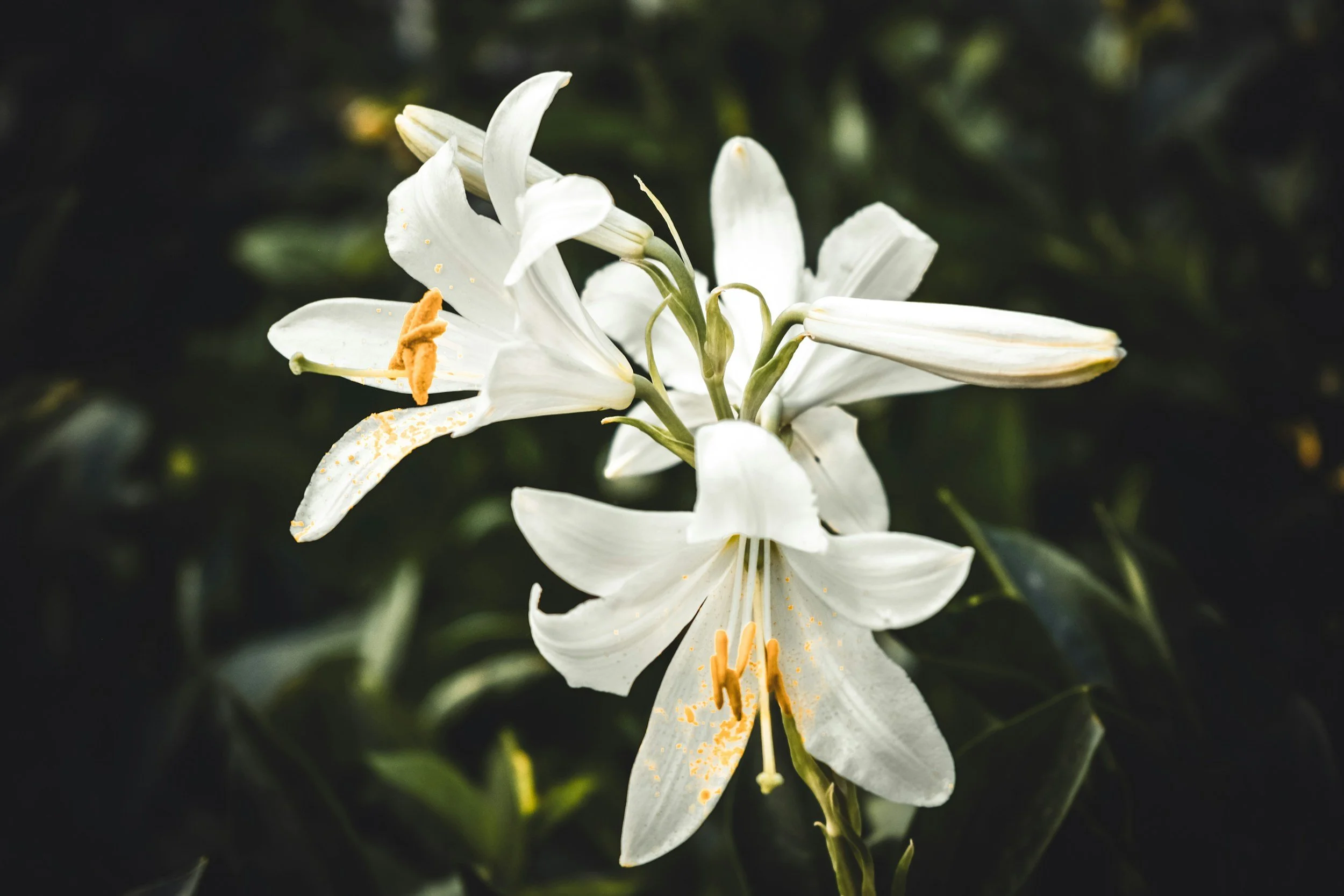 Easter Lily Sign-Up