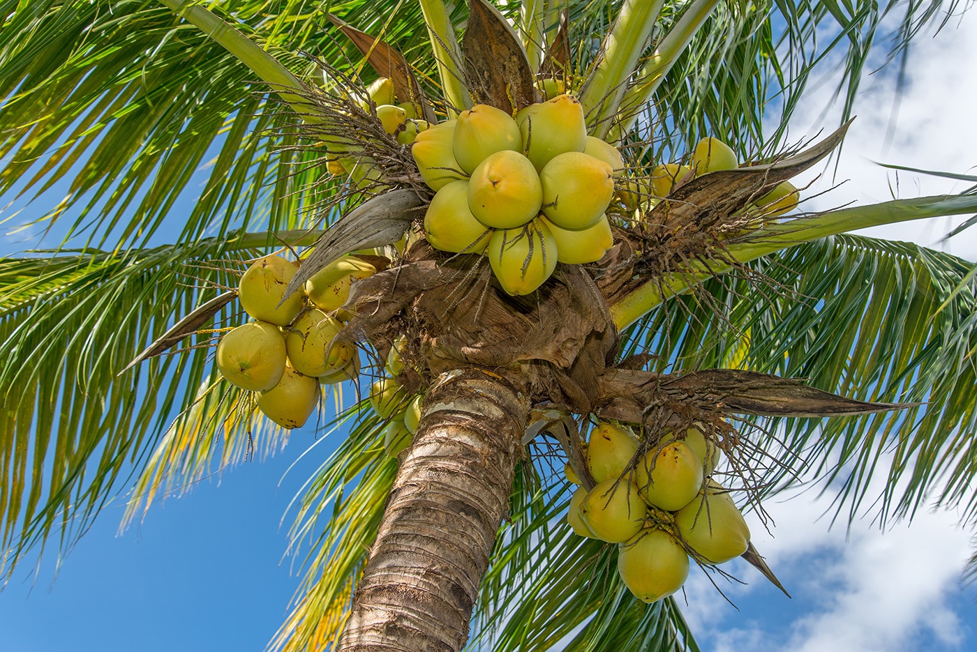 Harmony-Hill-NL17-100 coconuts.jpg
