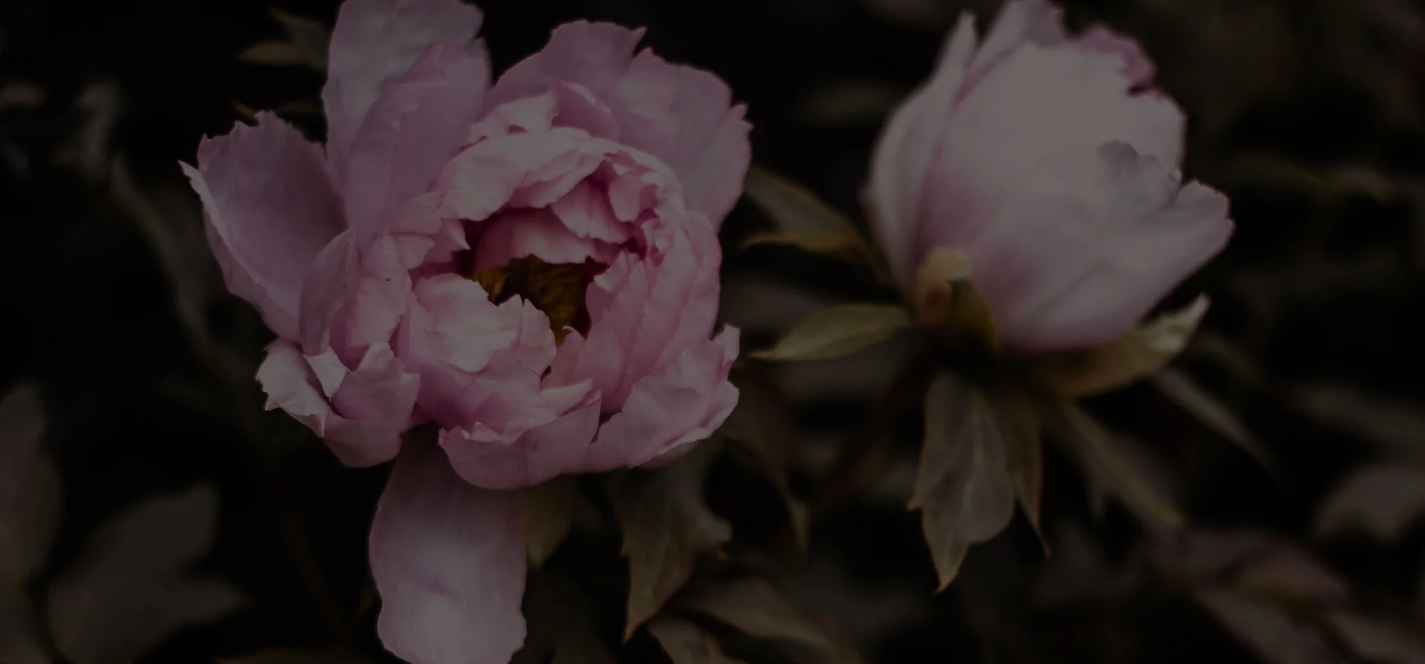 Peony-Background.jpg