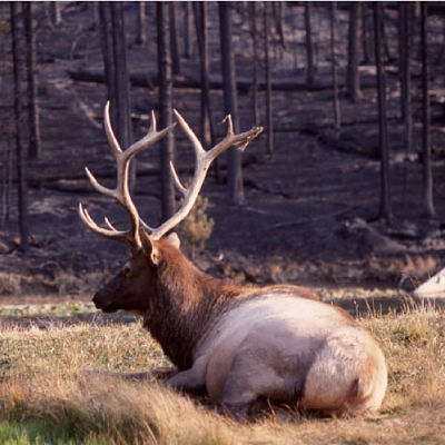 Elk in burned forest_opt.jpg