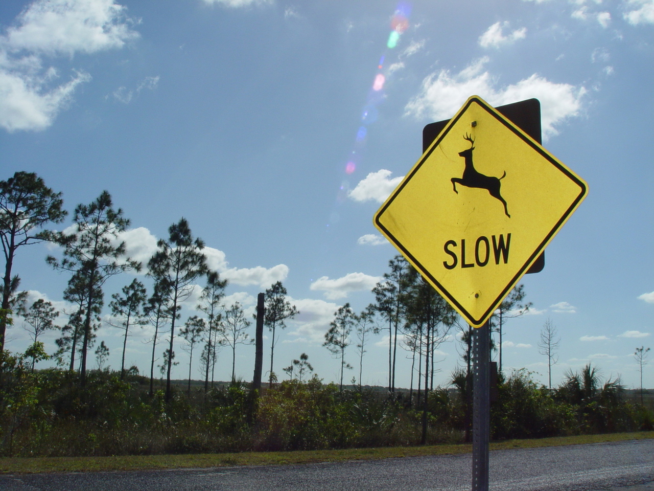 deer-crossing.jpg