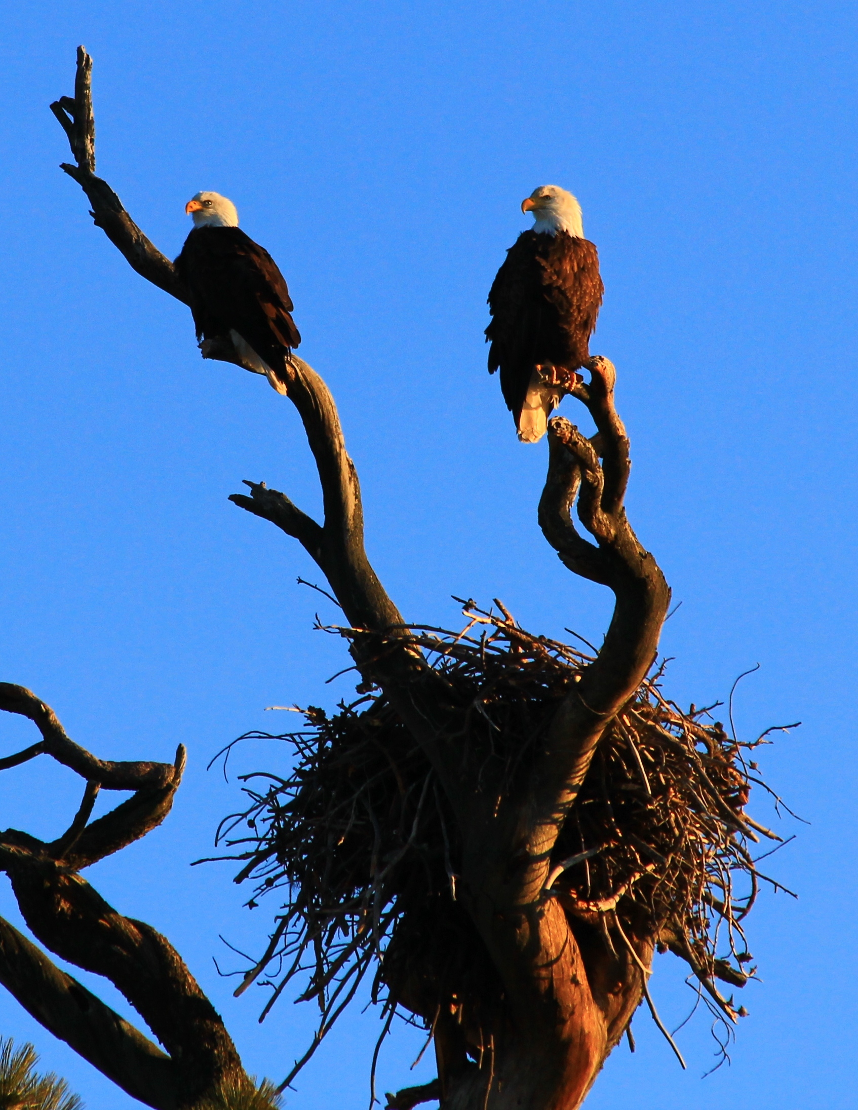 Are bald eagle nests competition for This Old House? - Indeed, they are. Bald eagles build enormous nests high in the treetops. The male and female build their nest together, and this quality time helps them cement their lifelong bond. Their cozy nurseries consist of a framework of sticks lined with softer stuff such as grass and feathers. If the nest serves them well during the breeding season, they'll keep using it year after year. And, like all homeowners, they can't resist the thought of renovating and adding to their abode. Every year, they'll spruce it up with a whopping foot or two of new material.On average, bald eagle nests are 2-4 feet deep and 4-5 feet wide. But one pair of eagles near St. Petersburg, Florida, earned the Guinness World Record for largest bird’s nest: 20 feet deep and 9.5 feet wide. The nest weighed over two tons.