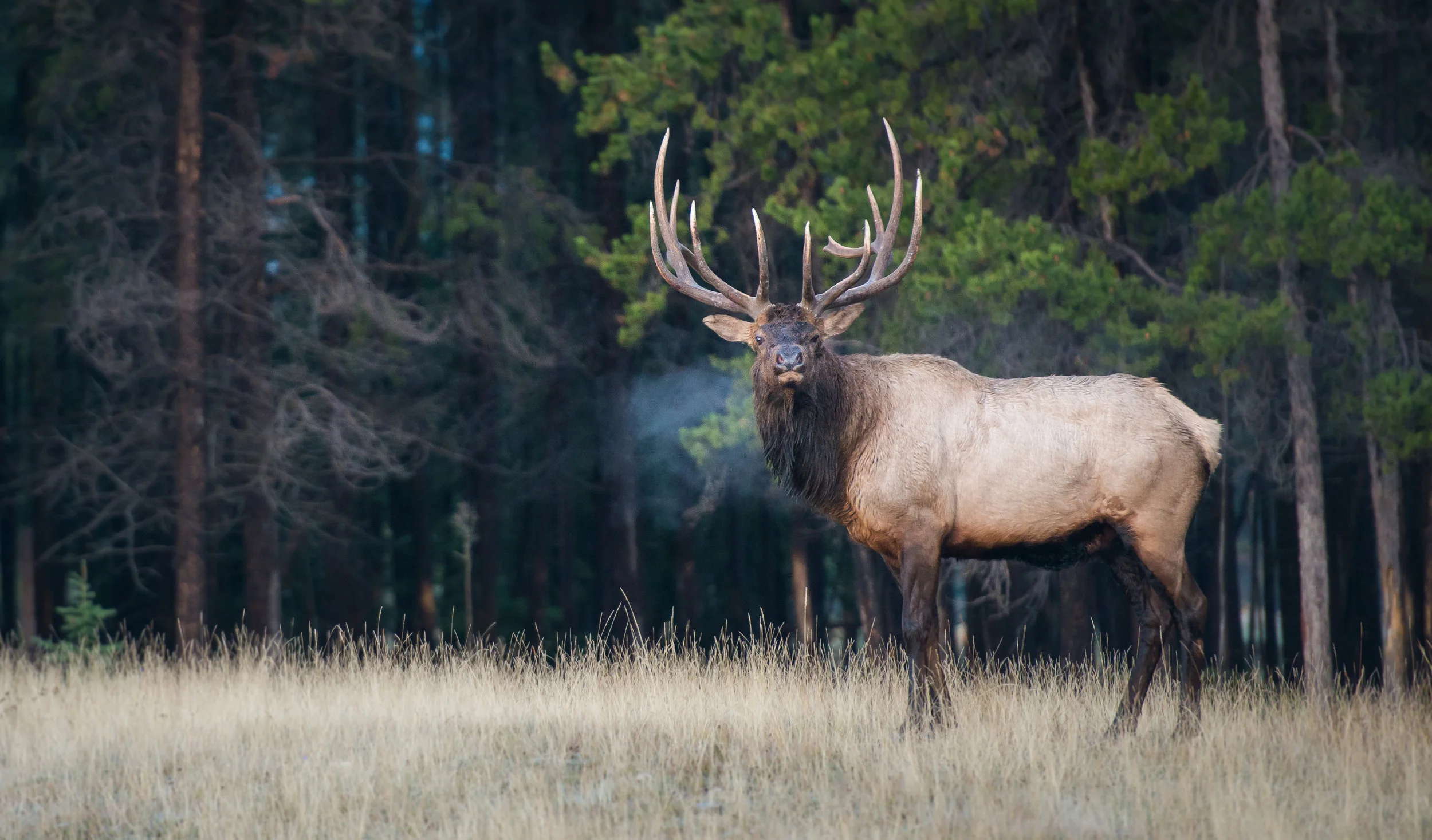 elk 2.jpg
