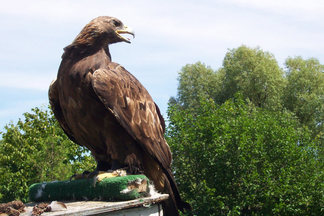 golden-eagle.jpg