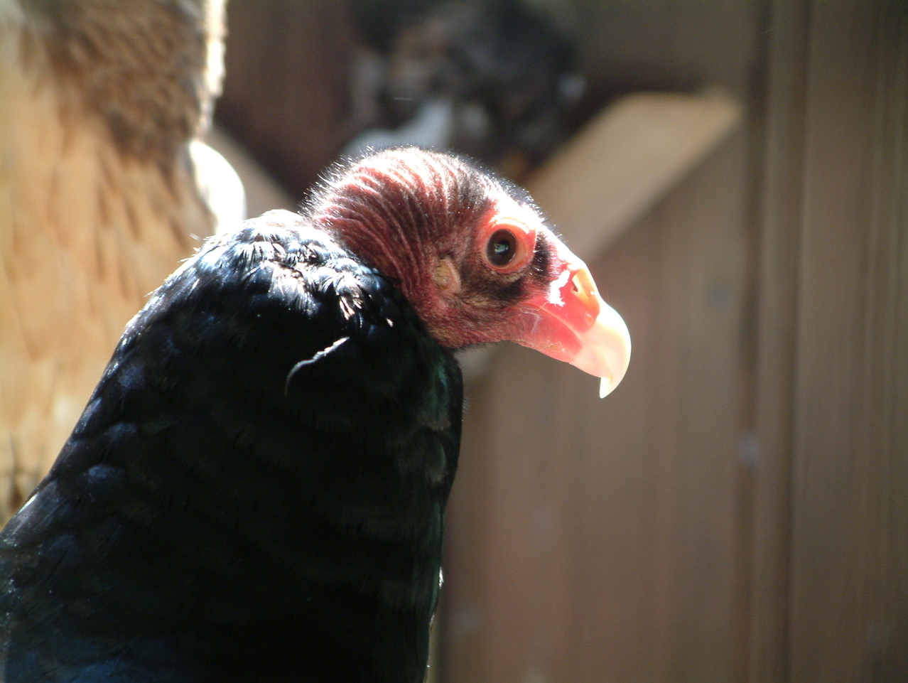 turkey-vulture.jpg