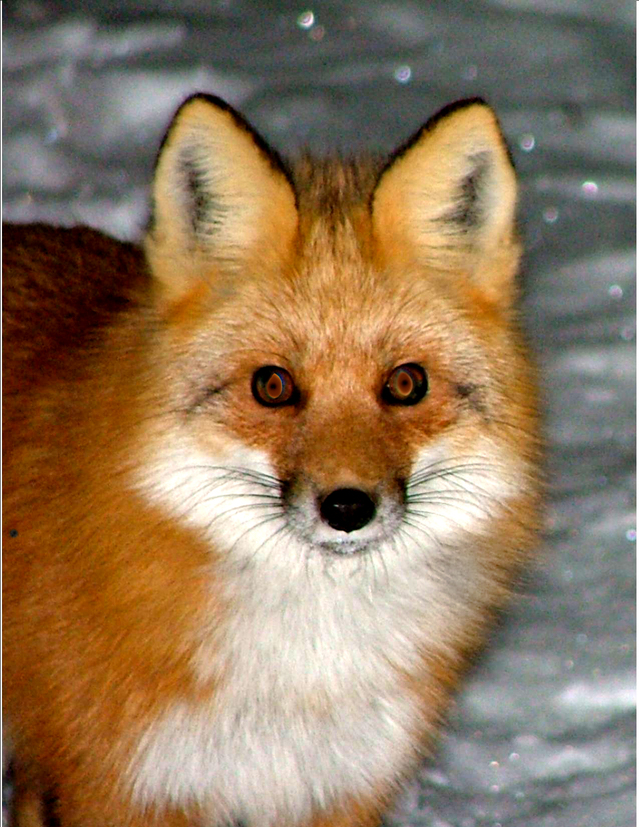 What color are Sierra Nevada red foxes? - Sierra Nevada red foxes, which are quite rare, come in three color patterns: silver, red, and half-n-half. What they all have in common is a white tail, a white chest patch, and long black leggings and booties.What’s really cool about our local red fox is that until a few years ago, they were thought to be extinct. Then one was seen begging for French fries in the Mt Bachelor parking lot. It was tagged and monitored and led to scientists discovering, capturing and collaring several more – all within 8 miles of Mt Bachelor. Hikers now report sightings away from the ski resort, and cameras are being deployed to monitor them. Usually, these shy creatures hang out in the high forests (above 4,500 feet), but they have been seen as low as 3,000 feet near Tumalo Reservoir.