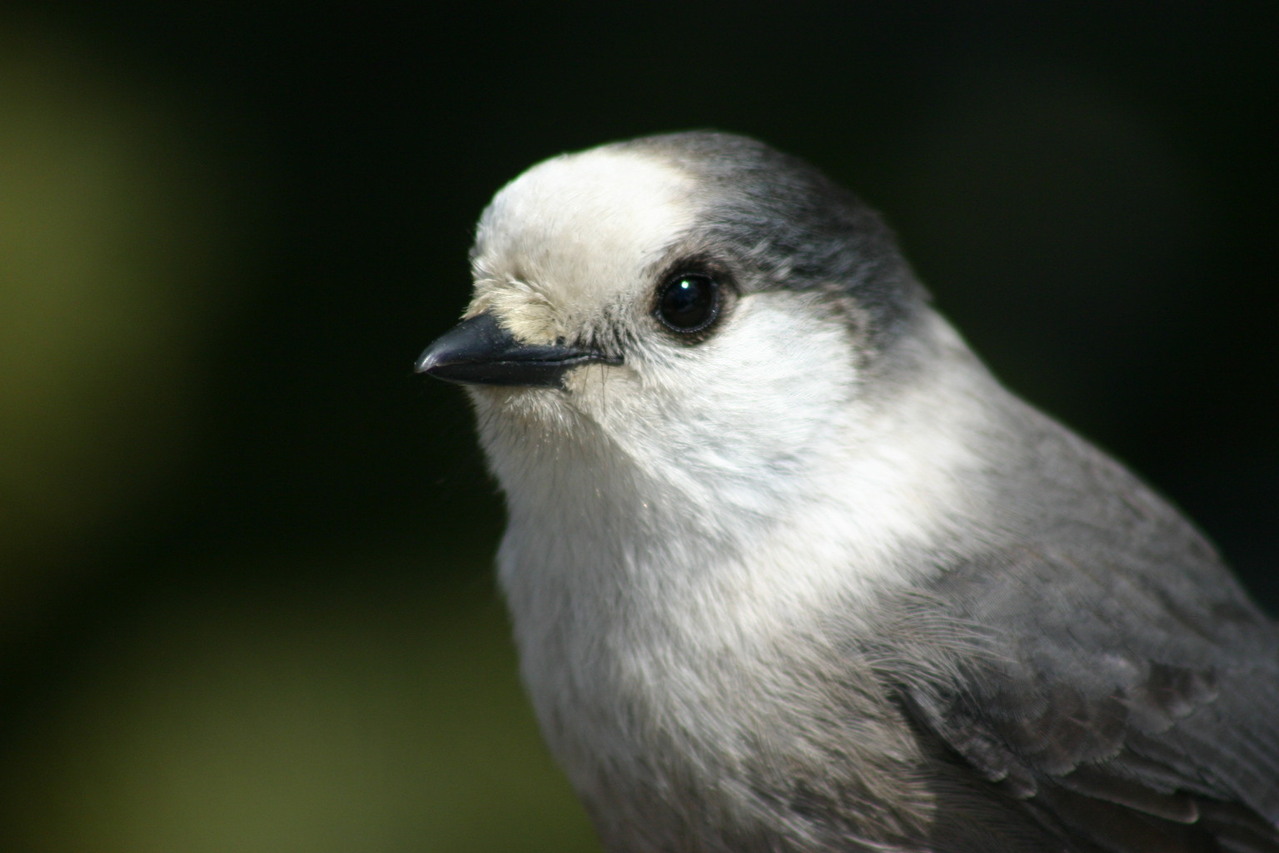 grey-jay.jpg