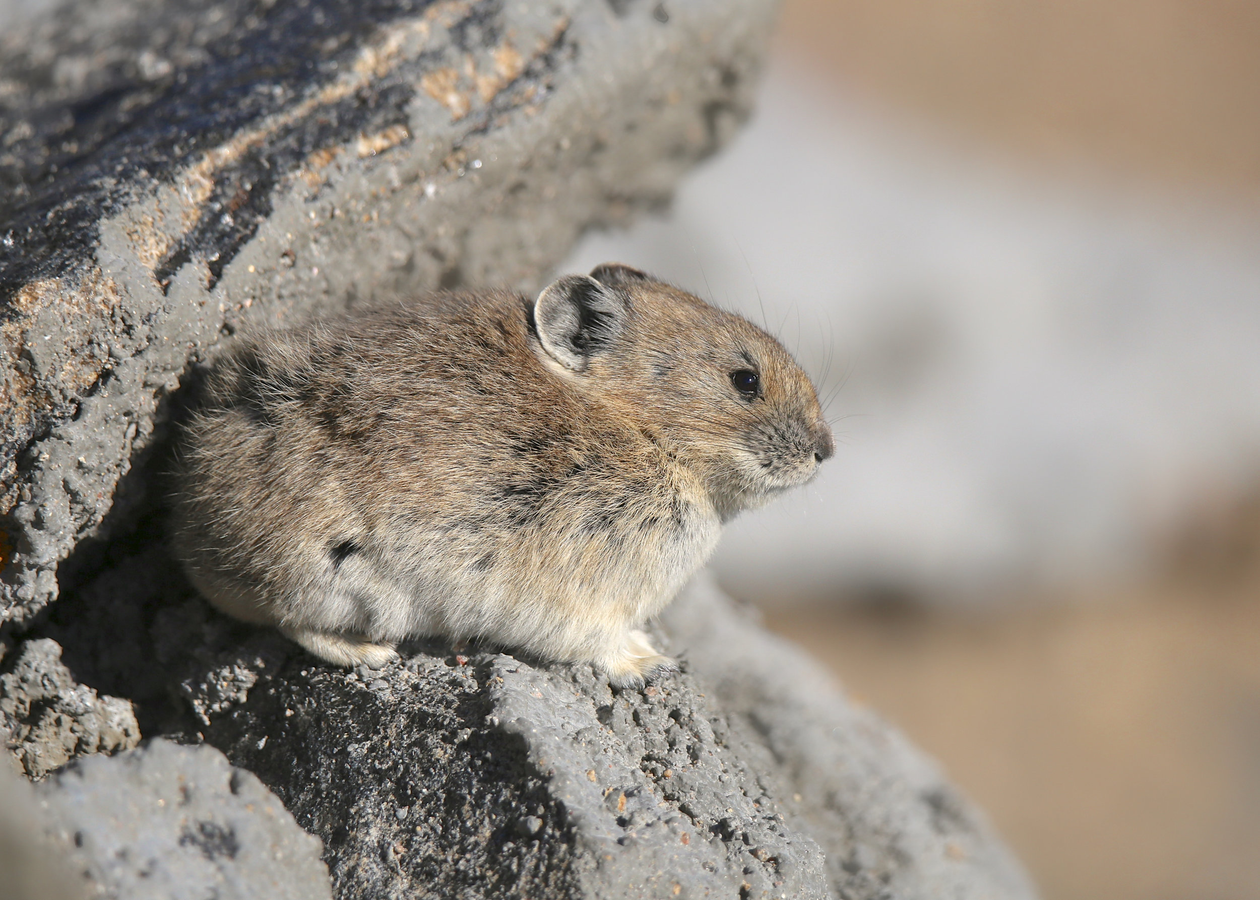 Pika 2.jpg